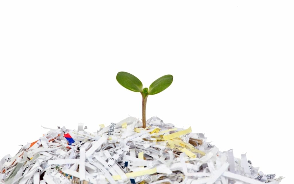 Sprout growing from shredded paper pile