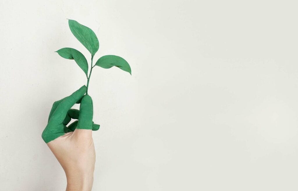 Hand holding green sprout on plain background.